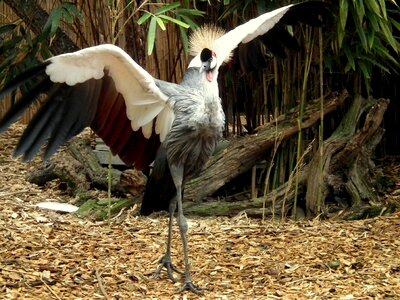 Headdress stalk dance photo