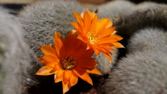 Cactus flower succulent orange flower