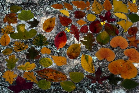 Autumn leaf autumn foliage leaf