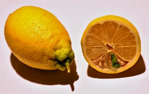 Citrus fruits lemon seedling