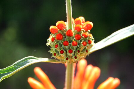 Close up garden orange