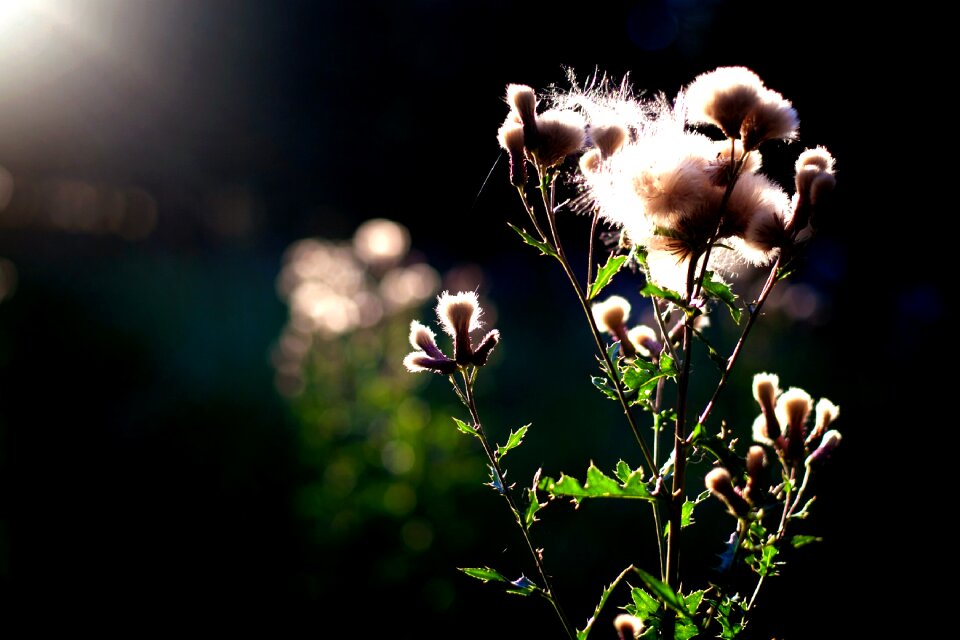 Morning sun sunrise blade of grass