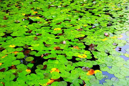 Aquatic plant leaf of nelumbo nucifera plant