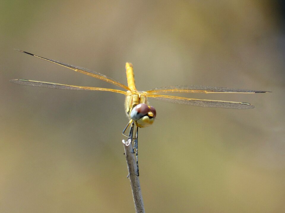 Cordulegaster boltonii branch stem