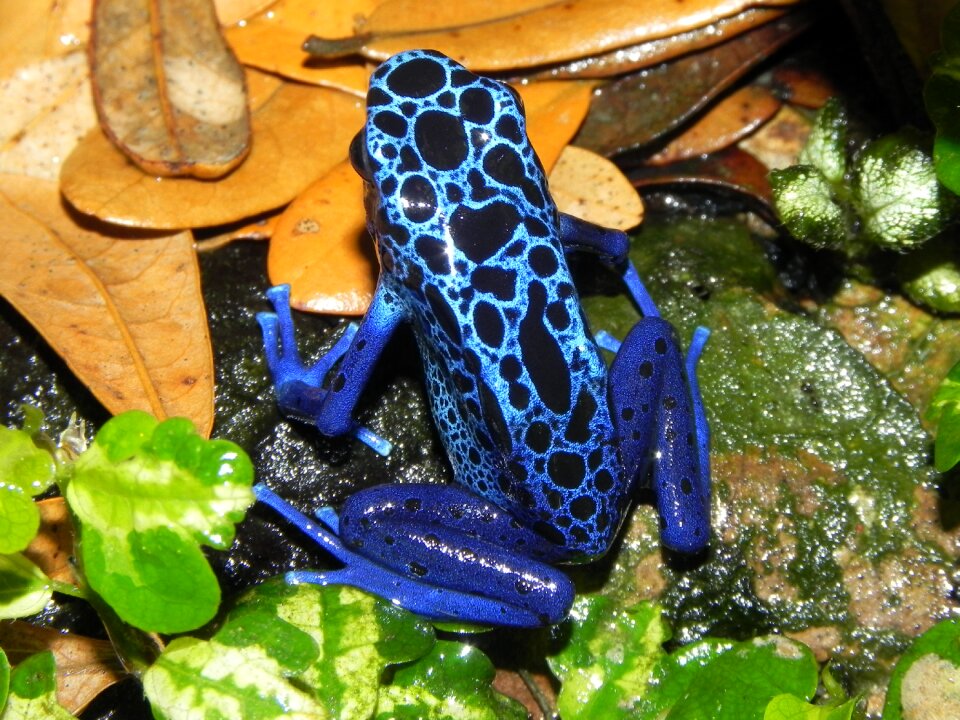 Amphibians blue skin dendrobatidae