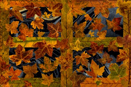 Autumn leaf autumn foliage leaf
