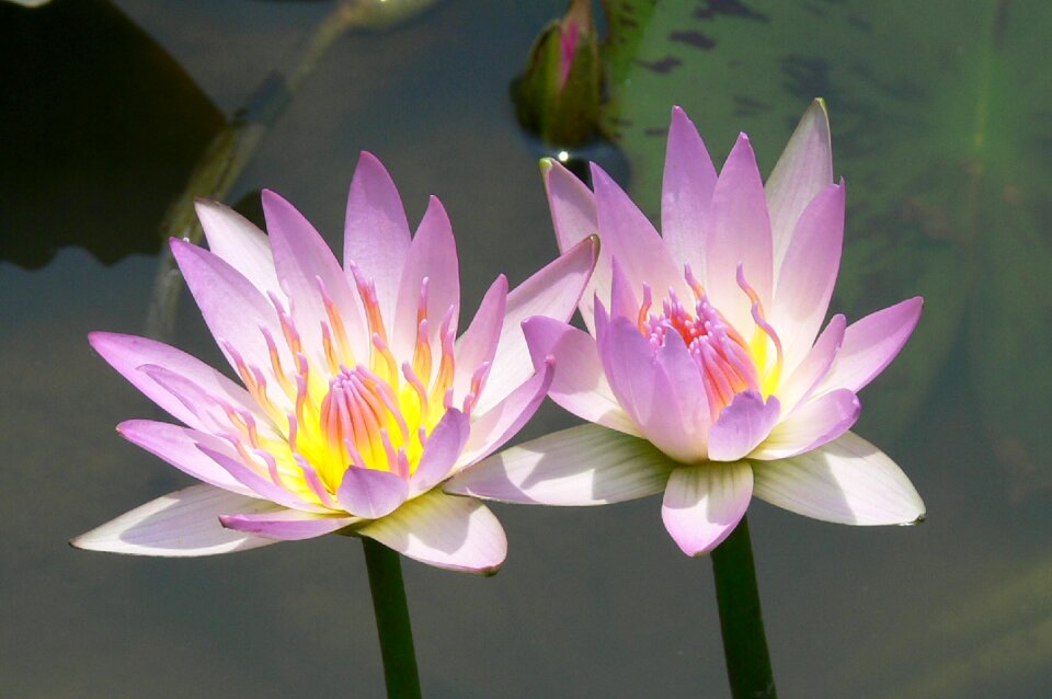 Lotus flower Free photos