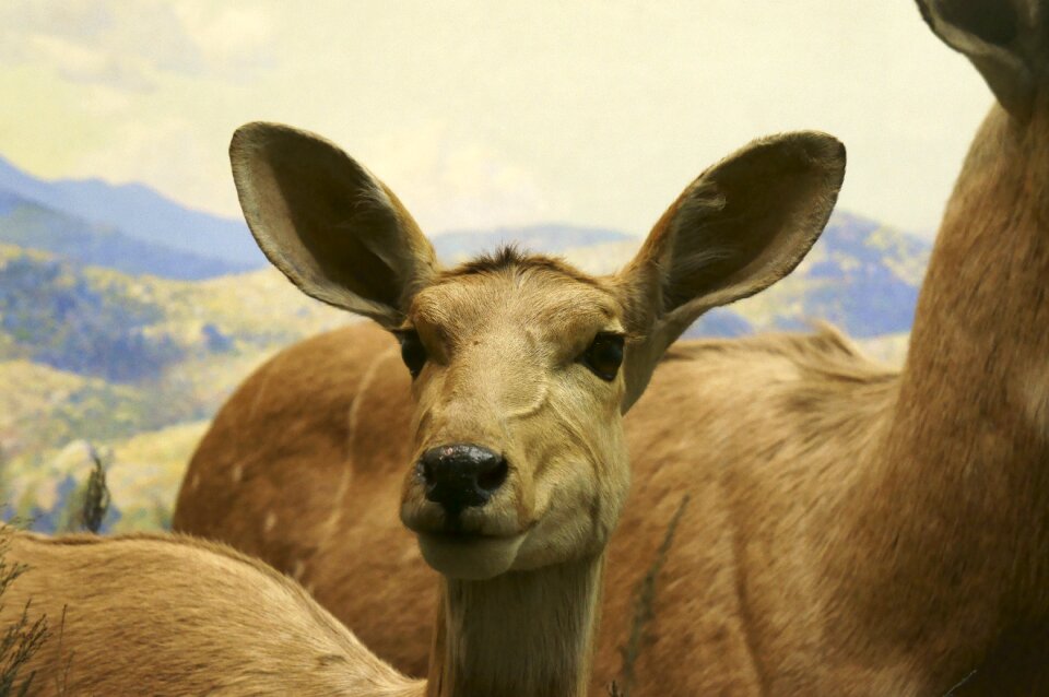 Wildlife animals nature