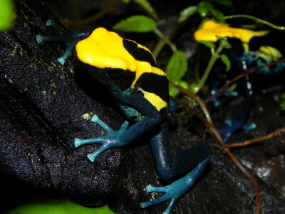 Amphibians yellow skin dendrobatidae