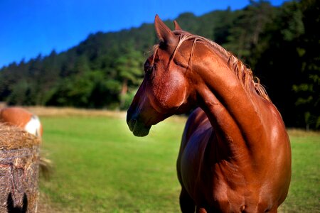 Pasture nature animal