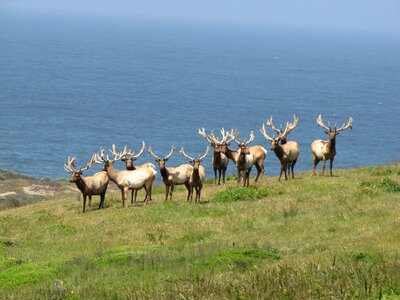 Wildlife animals antlers
