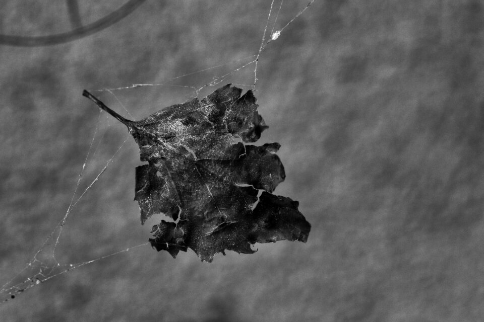 Spider web macro gray leaf