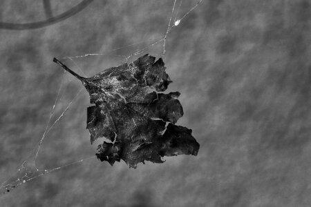Spider web macro gray leaf