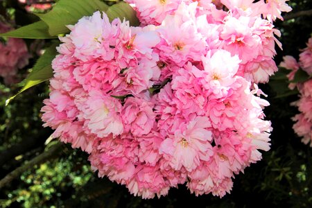 Spring may pink photo