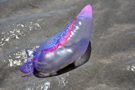 Mar beach animals marine