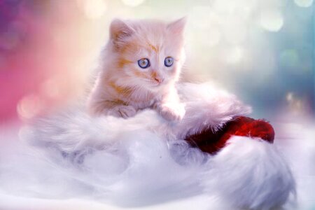 Cat christmas pet