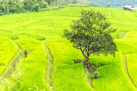 Thailand paddy green rice photo