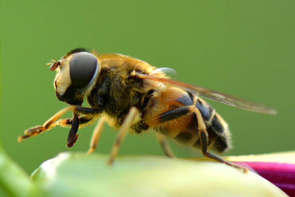 Animal nature macro
