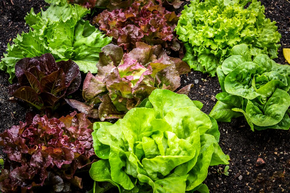Vegetarian leaf lettuce vegetable garden