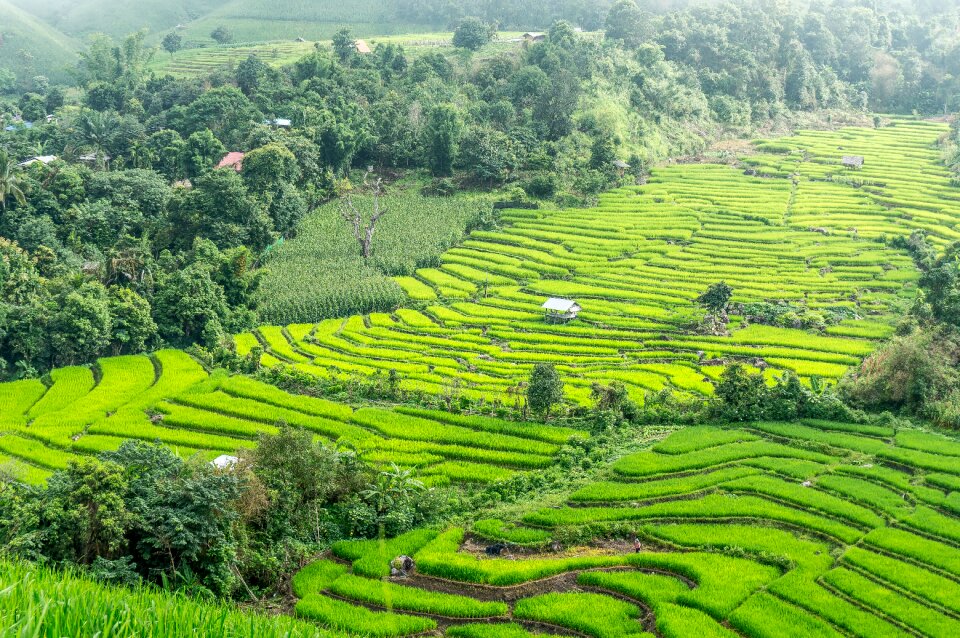 Rice field green rice