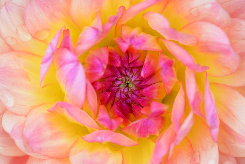 Beauty colors macro