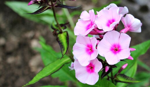 Ornamental plant ornamental flower garden photo