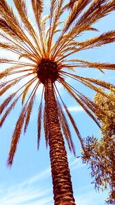 San diego landscape flora