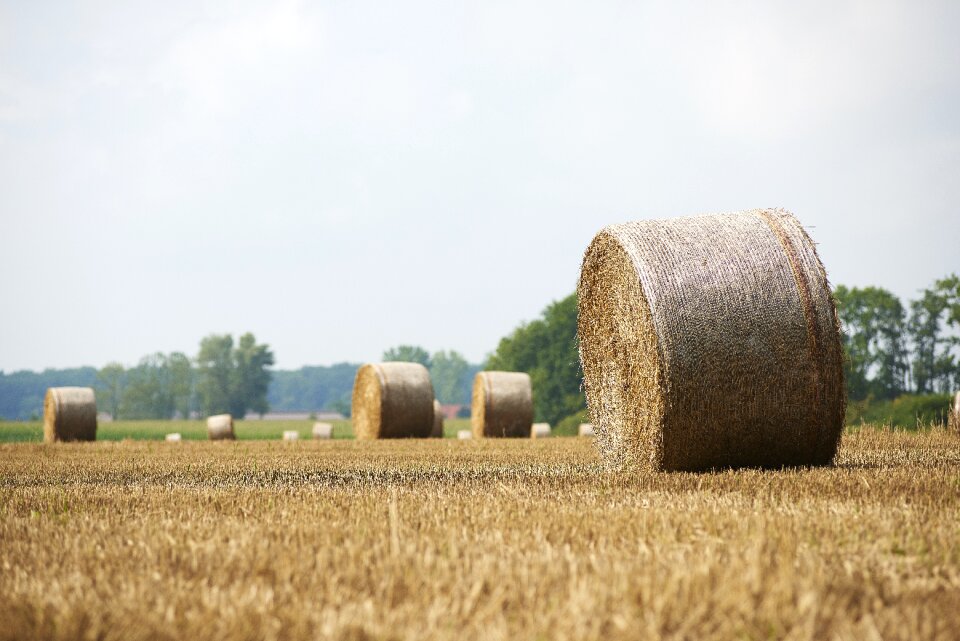 Field summer stubble