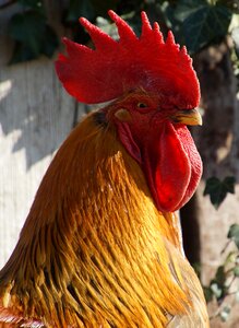 Hahn chicken coop farm photo