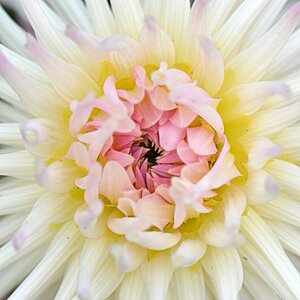Flower nature dahlia