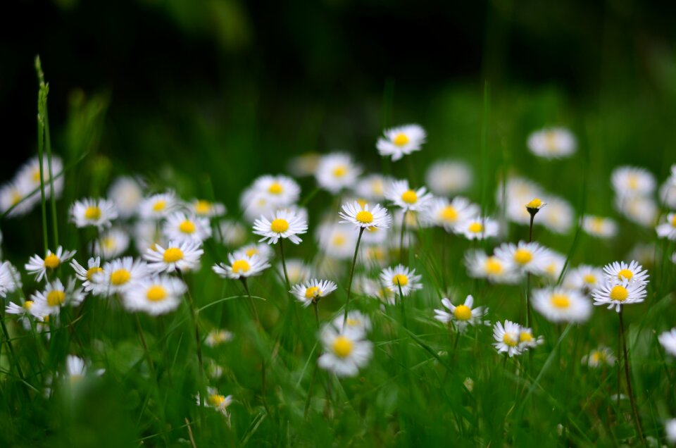 Macro spring flowers green