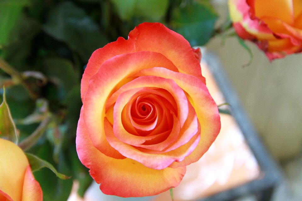Rose flowers pink rose