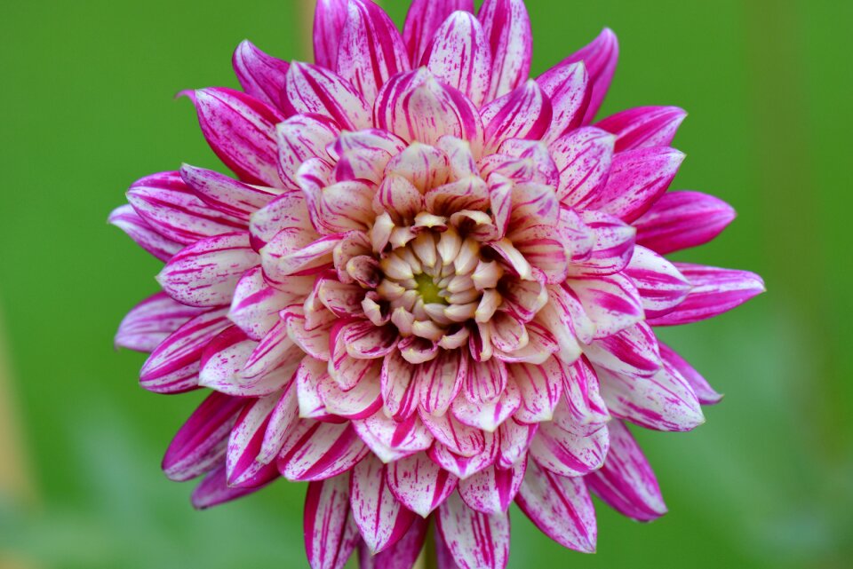 Purple white beauty