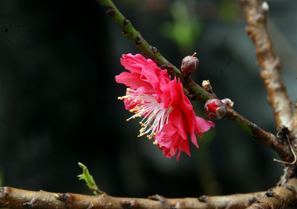 Pink flower tree section