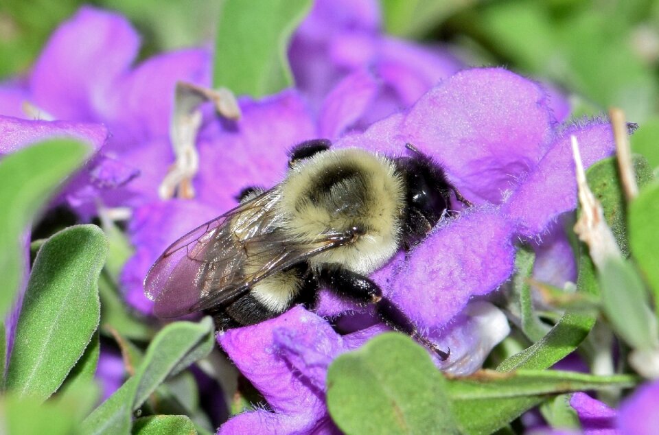 Purple flowers barometer bush insect