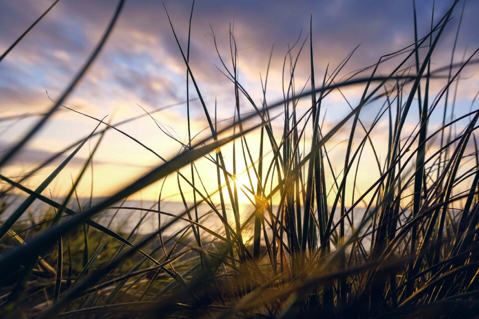 Outdoor grass golden