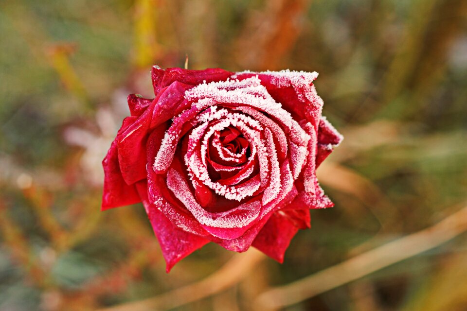 Winter nature red