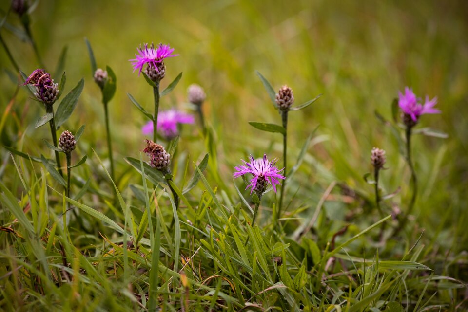 Flower pointed flower meadow