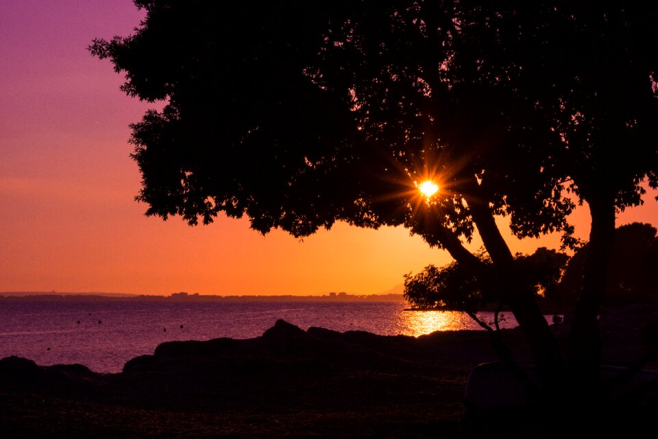 Trees abendstimmung sea