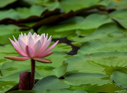 Water lilies flowers early in the morning
