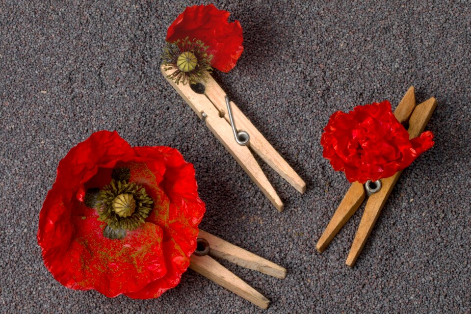 Seeds poppy seeds clothespins