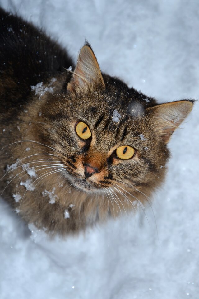 Yellow eyes cat snow