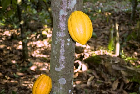 Pod fruit food
