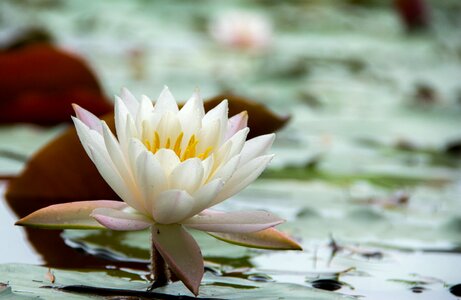 Water lilies flowers early in the morning