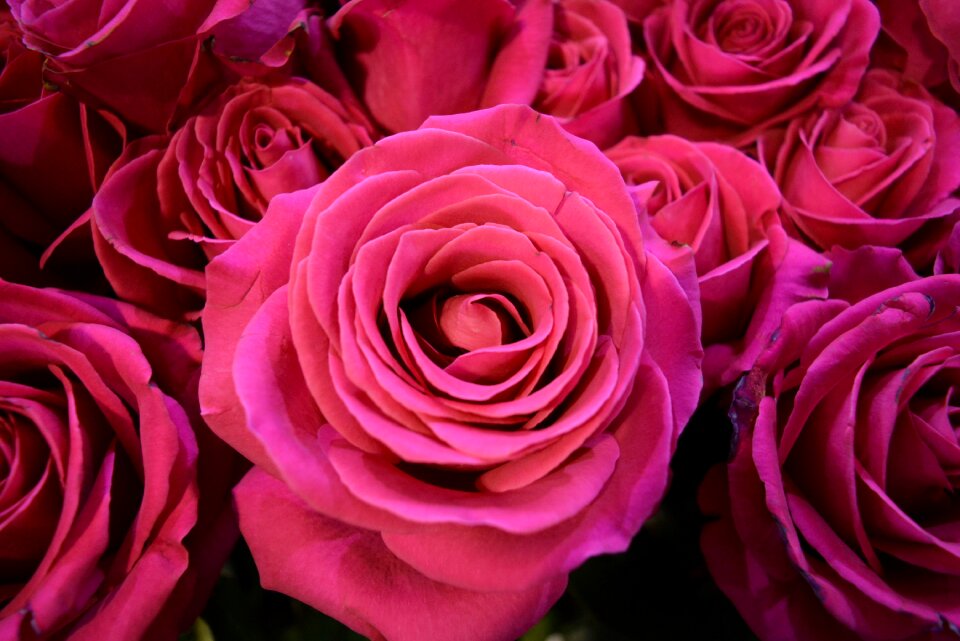 Flower color pink pink flowers flowers