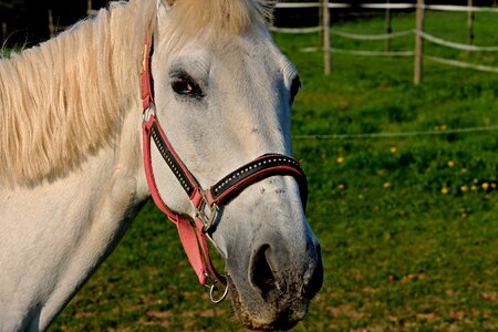 Mount horse head animal photo