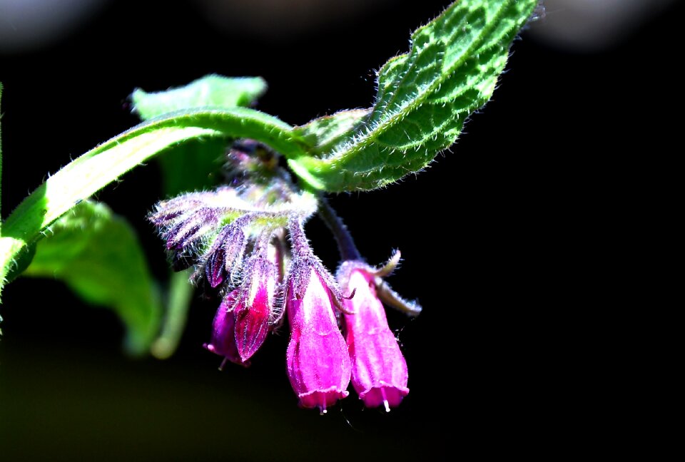 Spring nature wildflower