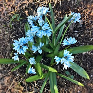 Bright blue flowers with dark stripes in bell shape