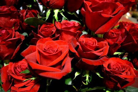 Red roses beauty garden