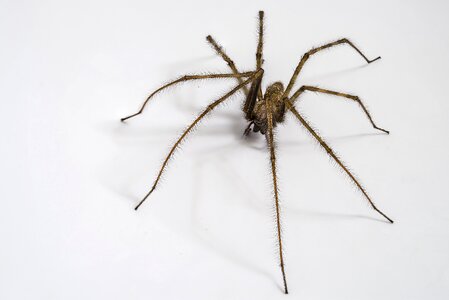 Arachnid insect synanthrope
